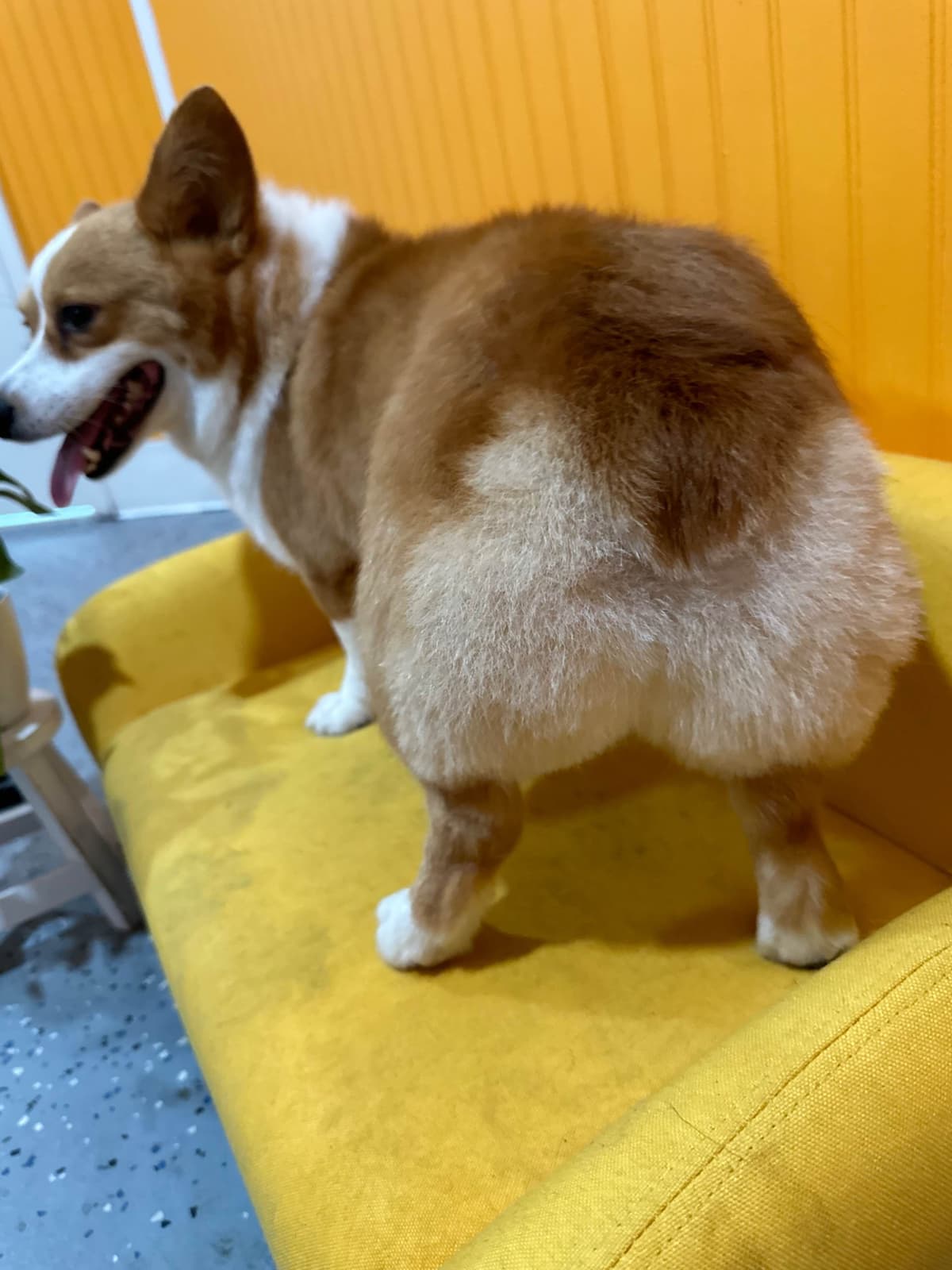 Pembroke Welsh Corgi Puppies breeder image 15