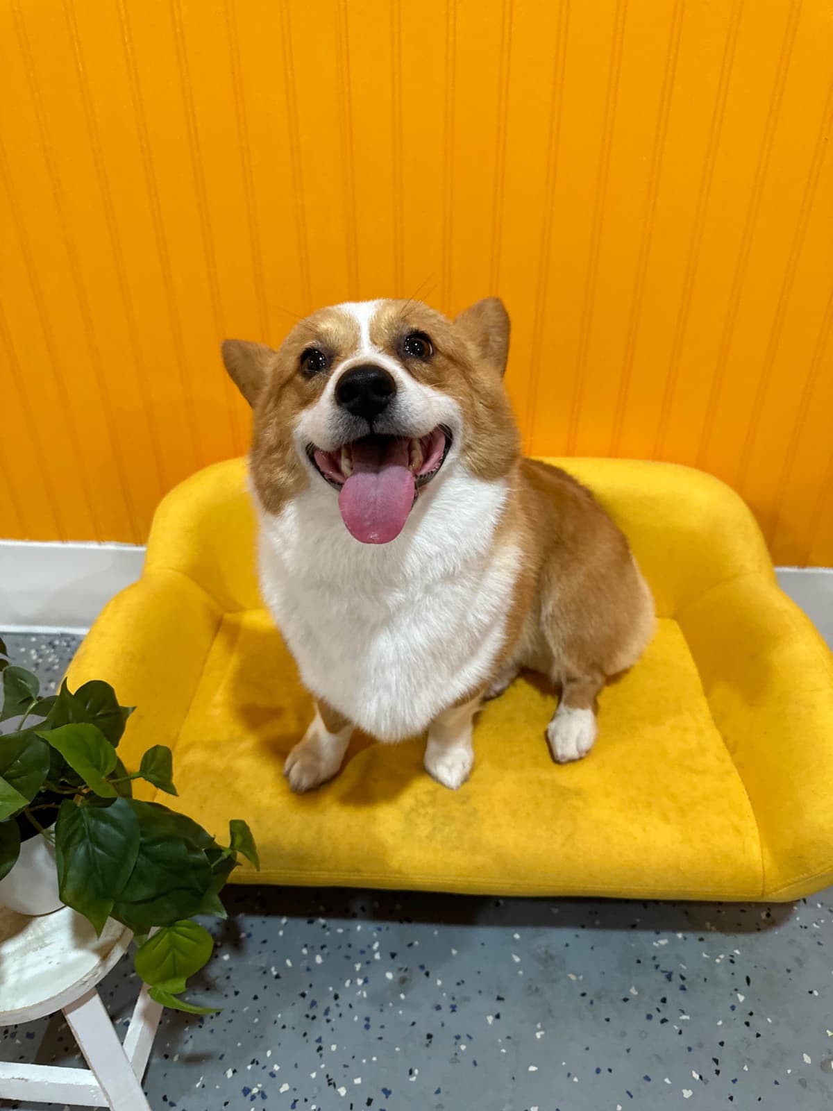 Pembroke Welsh Corgi Puppies breeder image 17