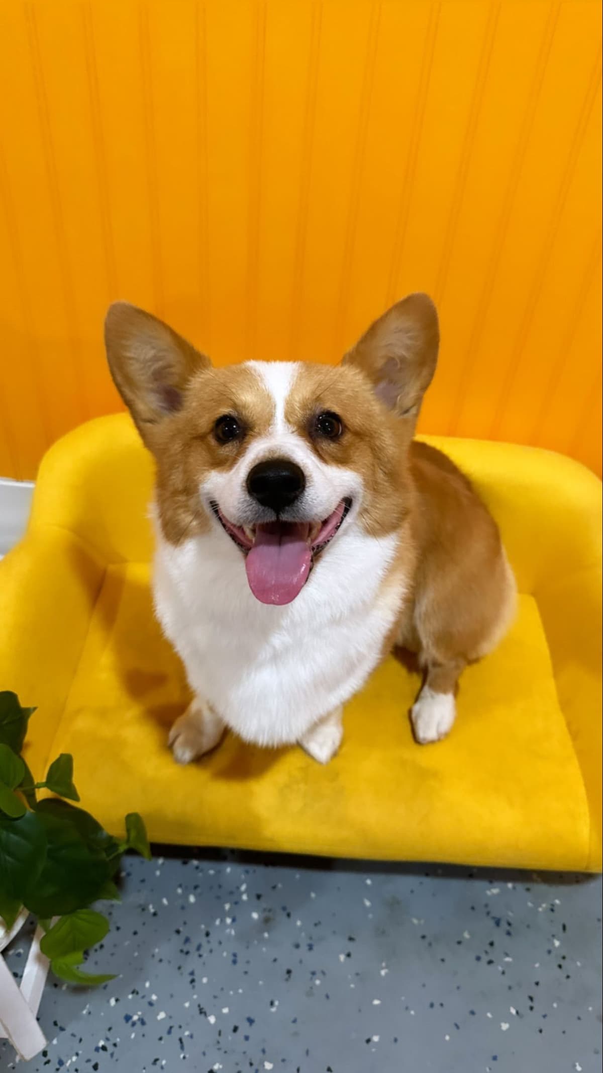 Pembroke Welsh Corgi Puppies breeder image 16