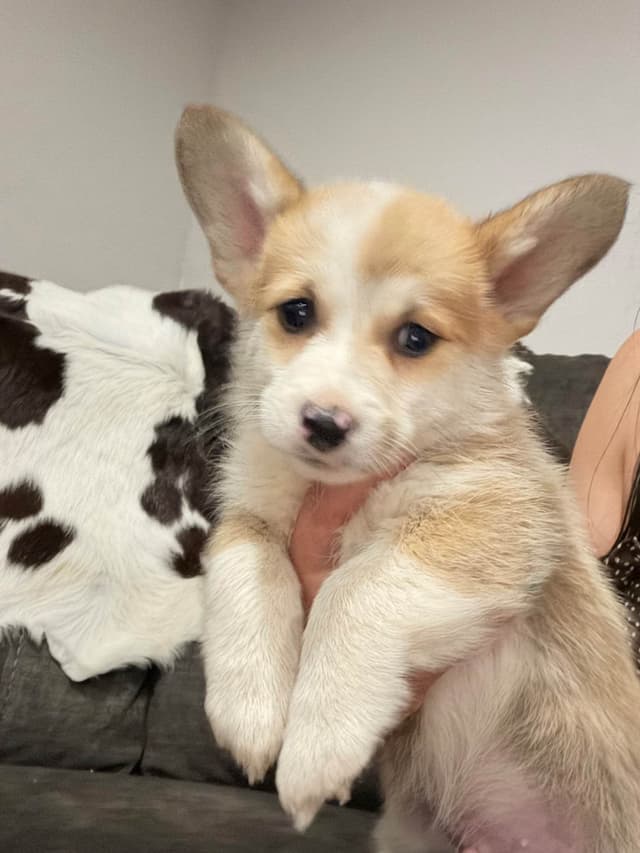 Pembroke Welsh Corgi Puppies media 2