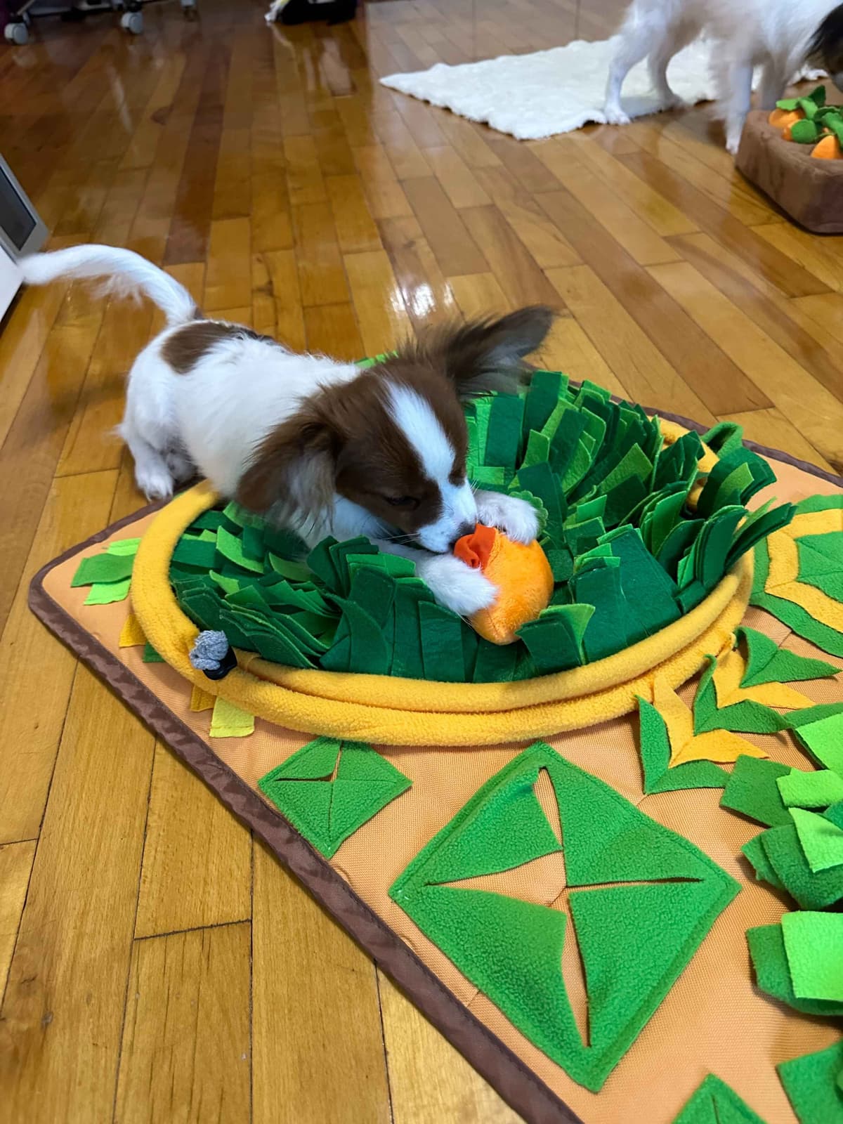 Papillon Puppies breeder image 1