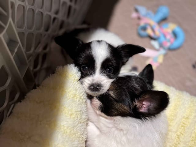 Papillon Puppies media 2