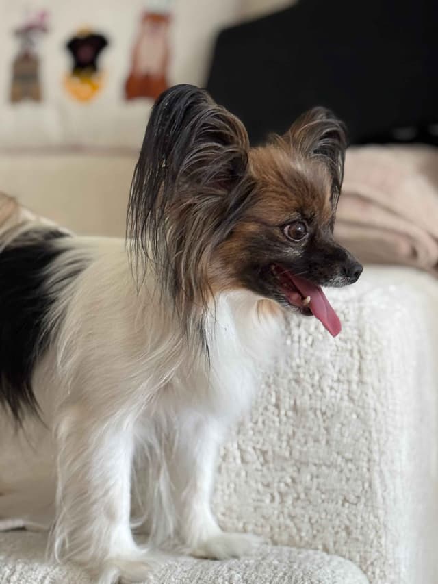 Papillon Puppies media 3