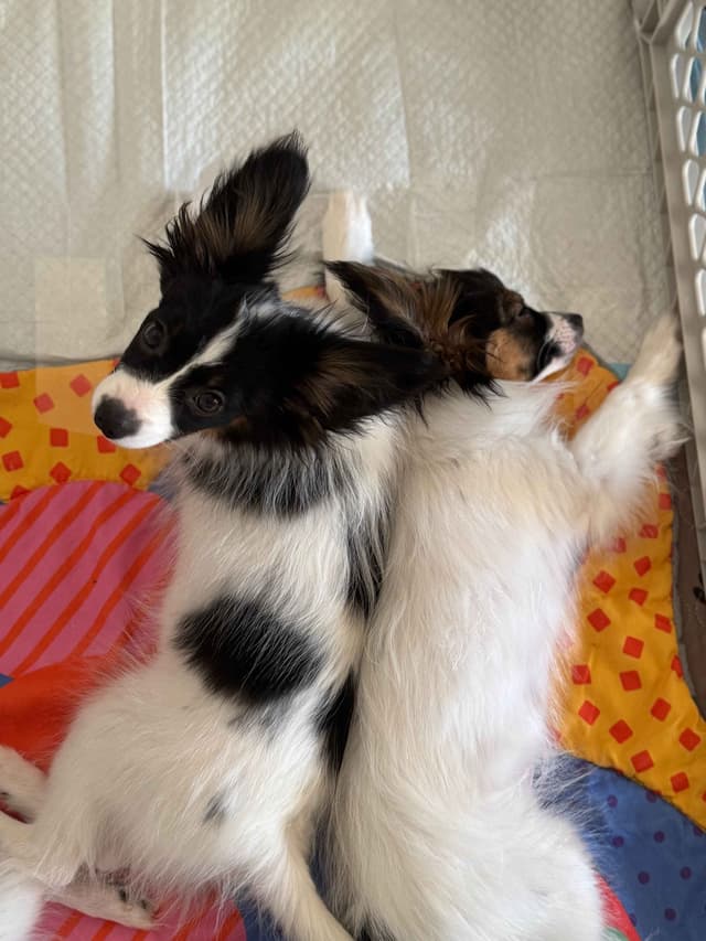Papillon Puppies media 5