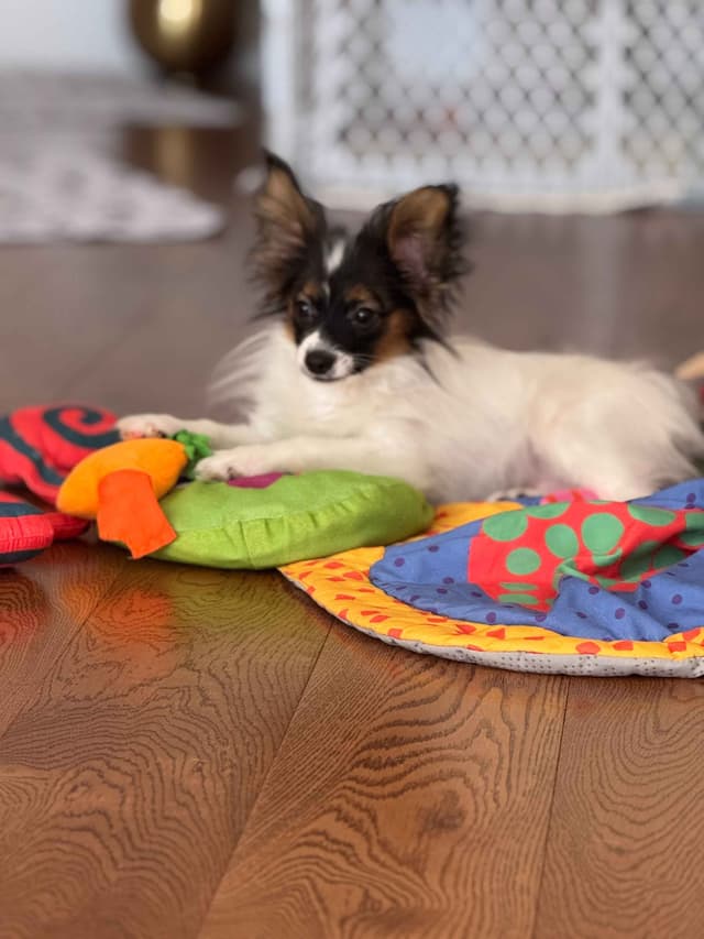 Papillon Puppies media 9