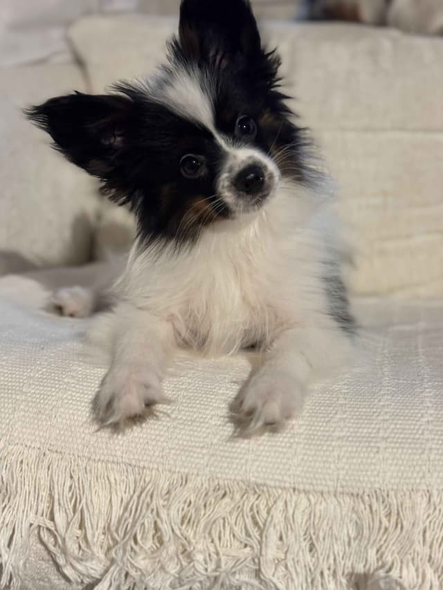 Papillon Puppies media 7