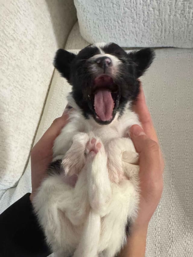 Papillon Puppies media 8