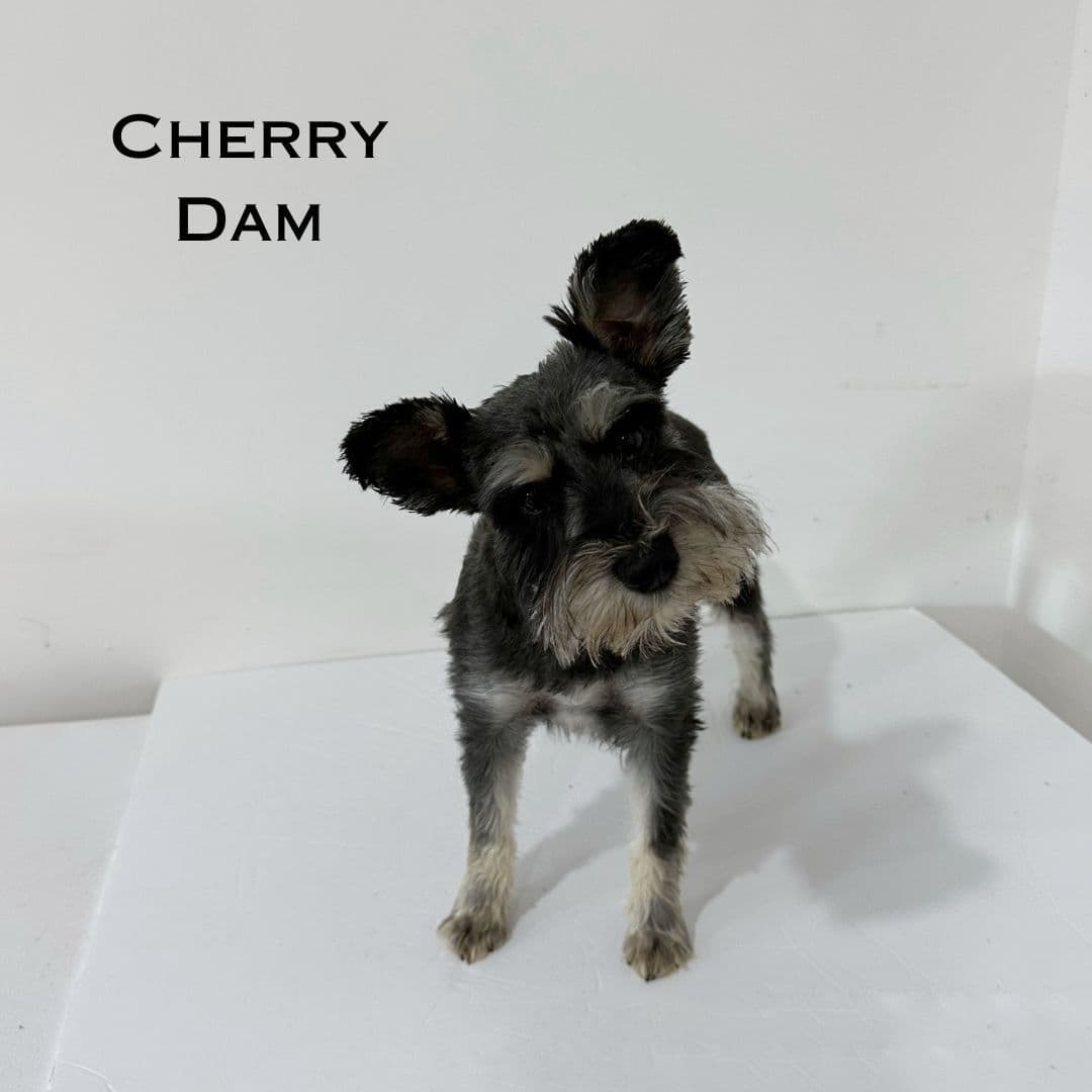 Miniature Schnauzer Puppies breeder image 1