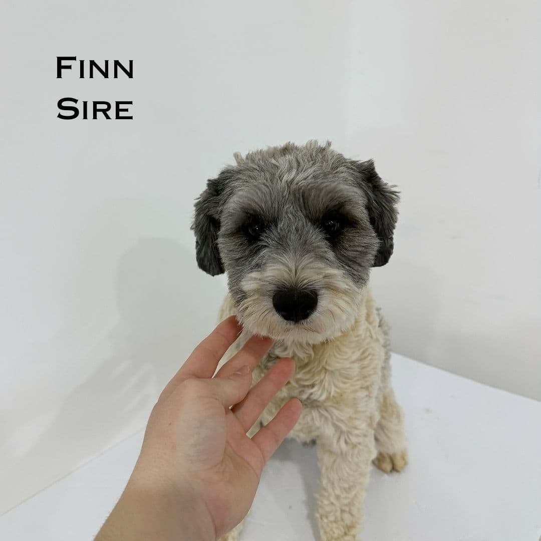 Miniature Schnauzer Puppies breeder image 2