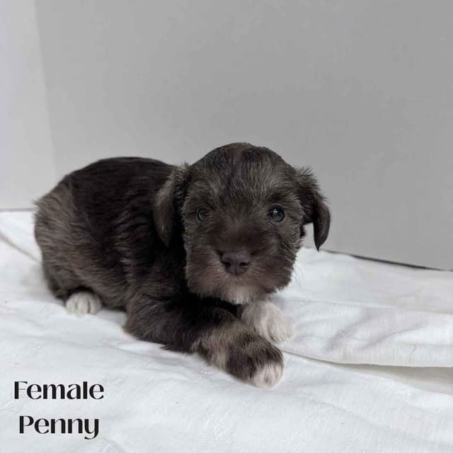 Miniature Schnauzer Puppies media 2