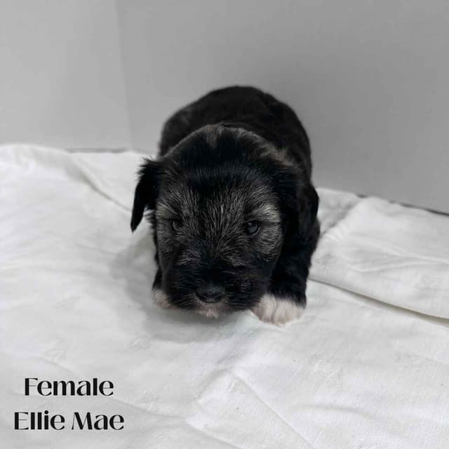 Miniature Schnauzer Puppies media 3