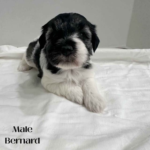 Miniature Schnauzer Puppies media 4