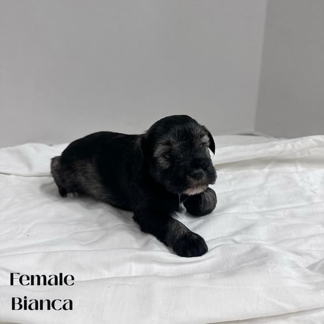 Miniature Schnauzer Puppies media 5