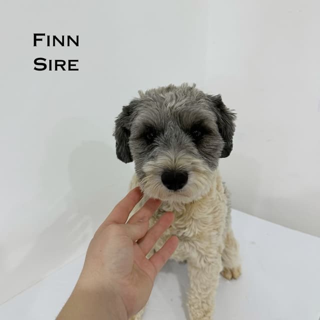 Miniature Schnauzer Puppies media 6