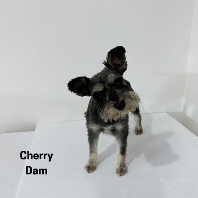 Miniature Schnauzer Puppies media 7