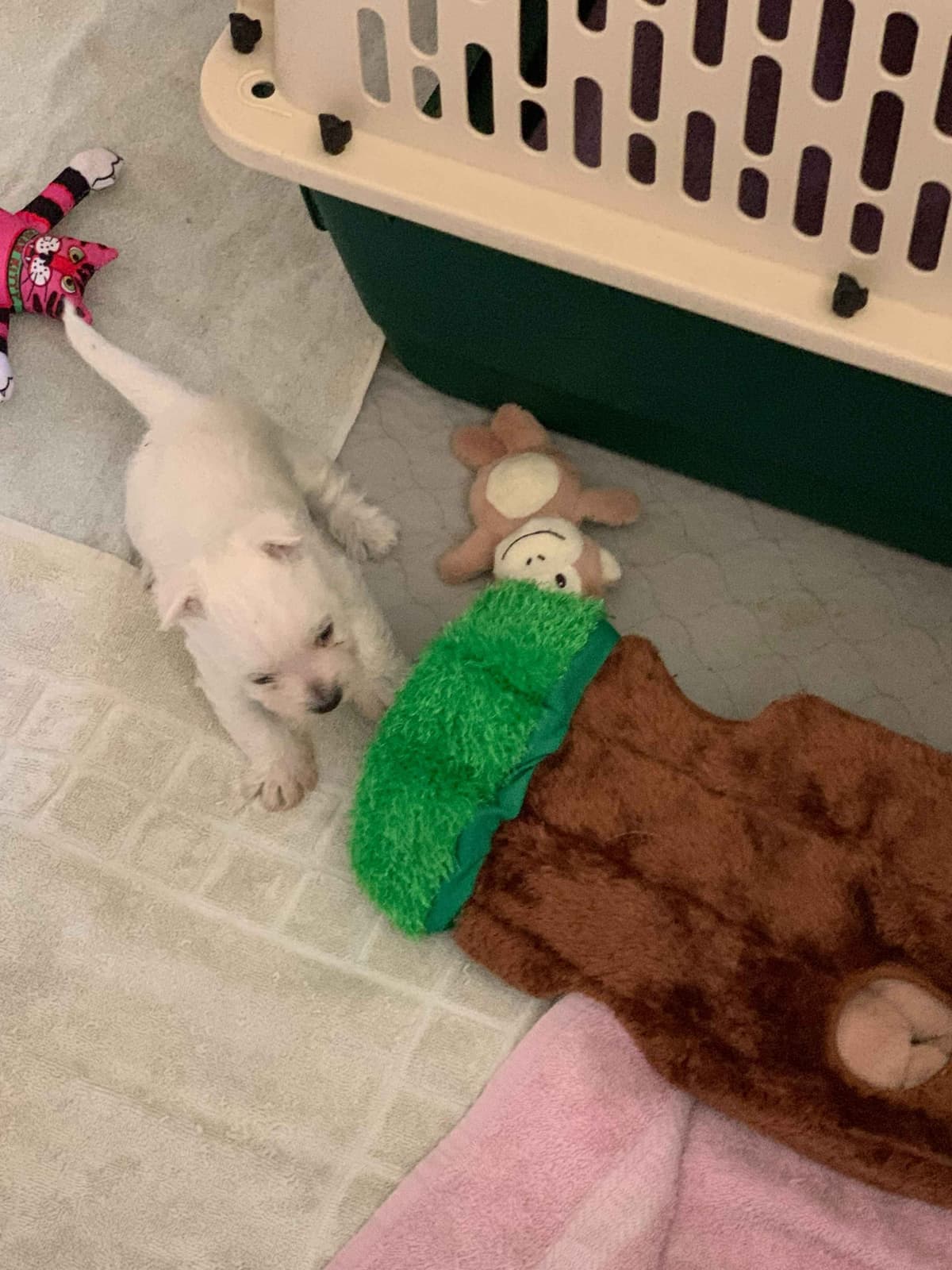 BIG Bear Westies breeder image 2