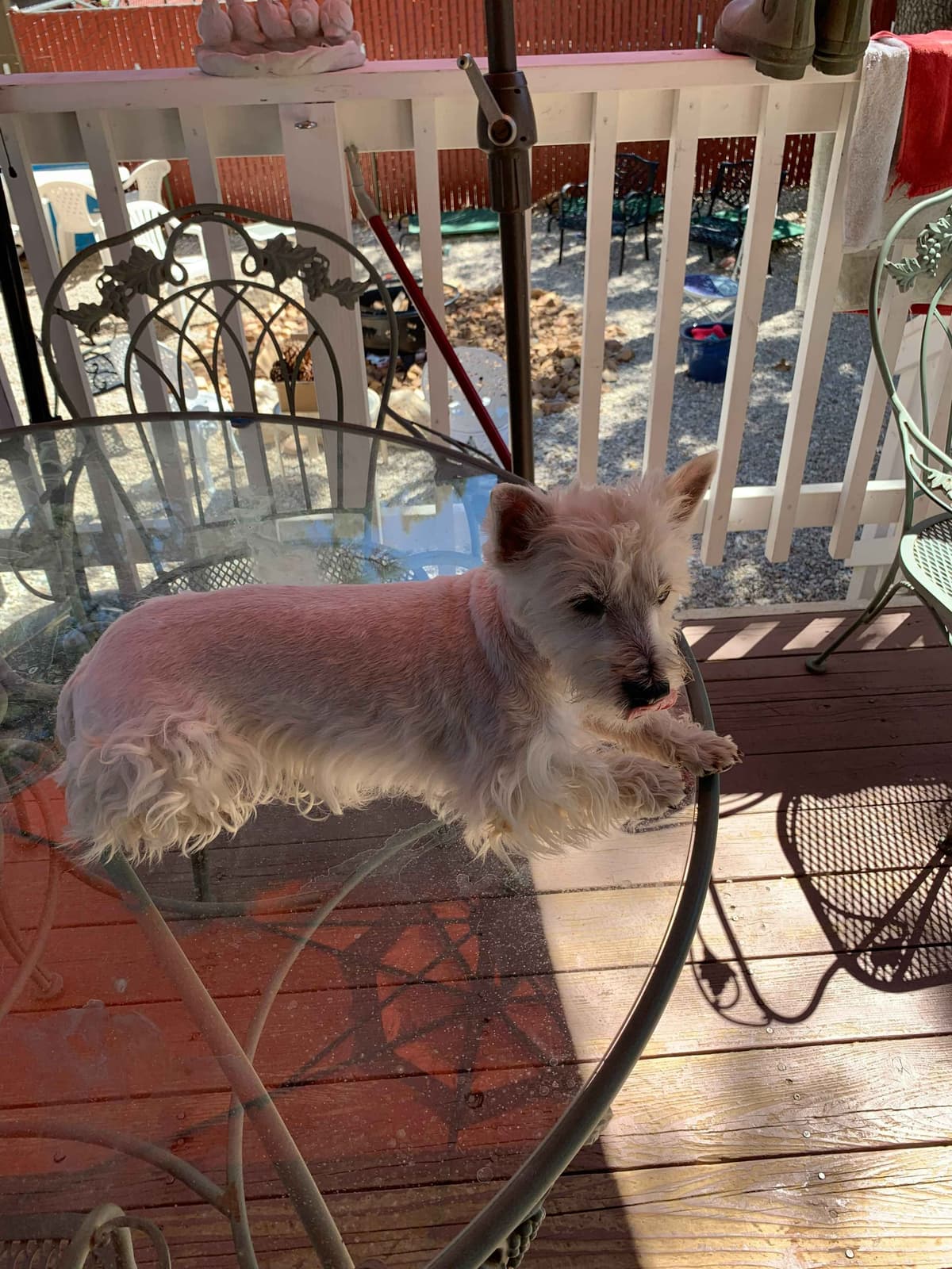 BIG Bear Westies breeder image 4