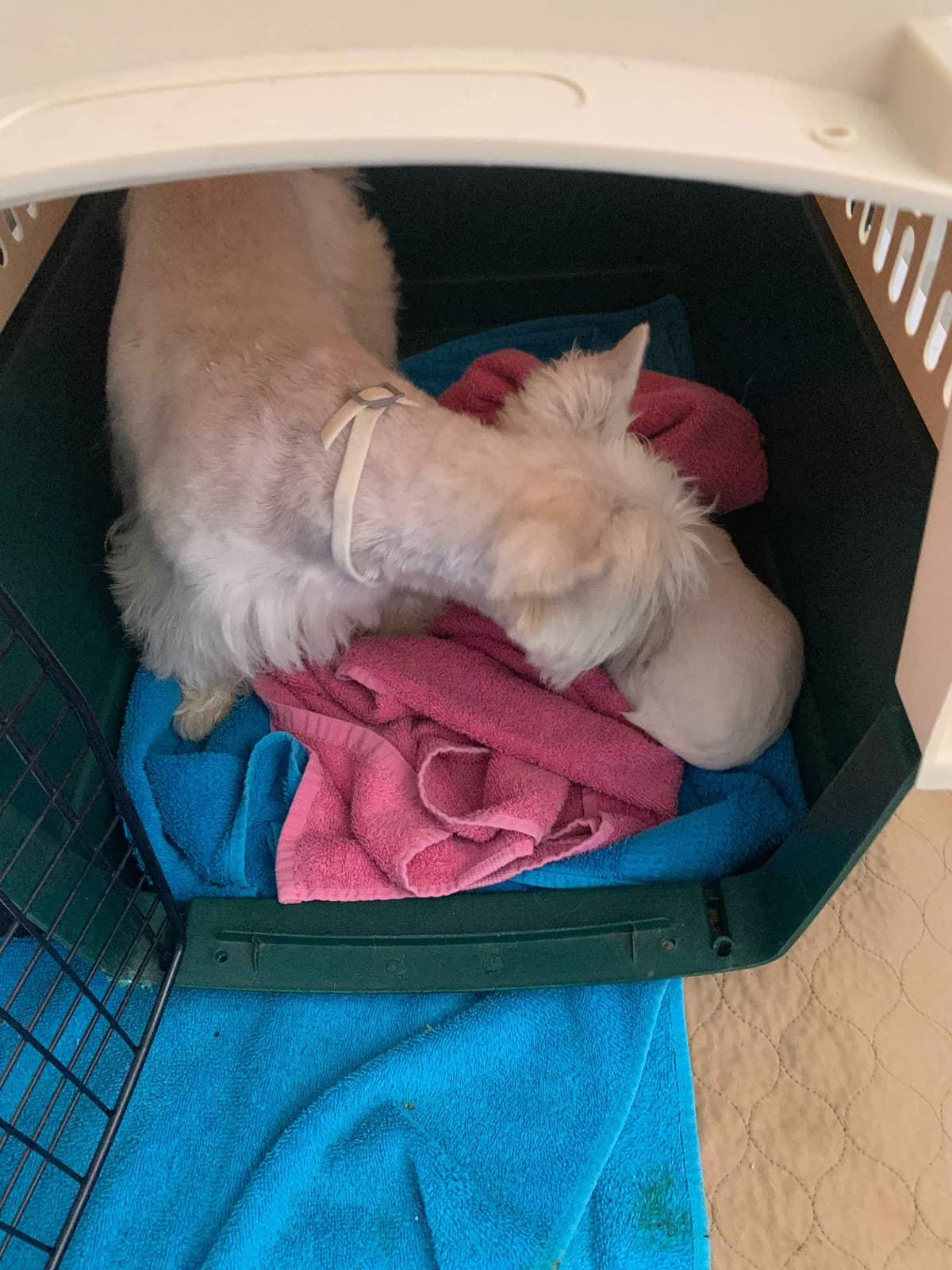 BIG Bear Westies breeder image 5