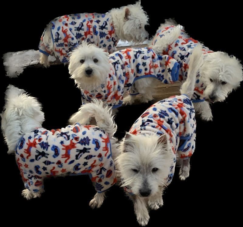BIG Bear Westies breeder image 6