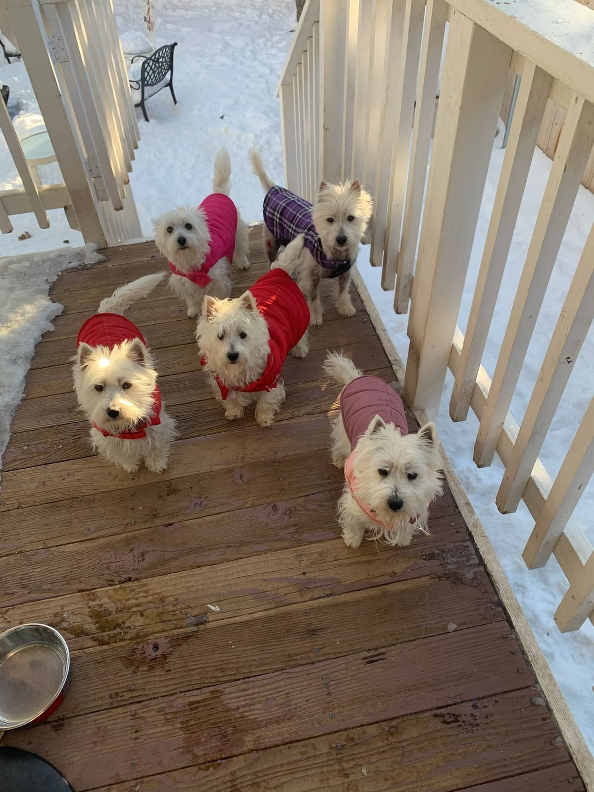 BIG Bear Westies breeder image 7