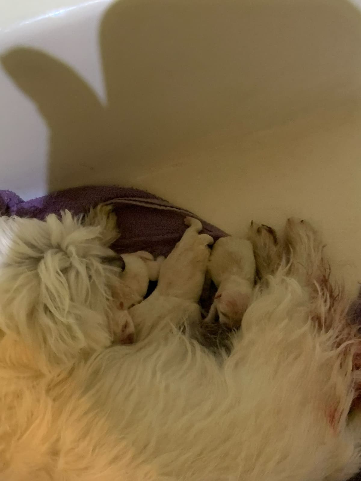 BIG Bear Westies breeder image 8