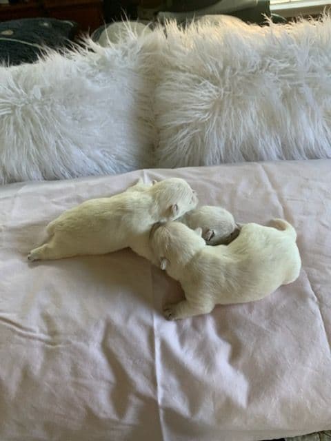BIG Bear Westies breeder image 9