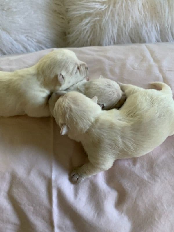 BIG Bear Westies breeder image 10