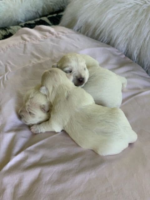 BIG Bear Westies breeder image 11