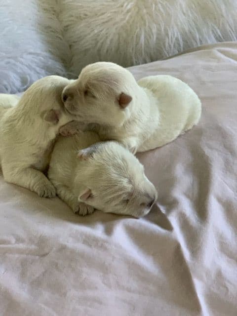 BIG Bear Westies breeder image 12