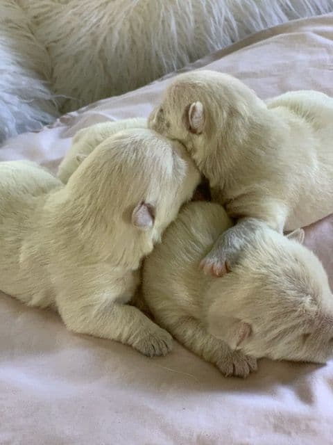 BIG Bear Westies breeder image 13