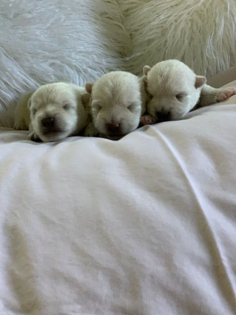 BIG Bear Westies breeder image 16