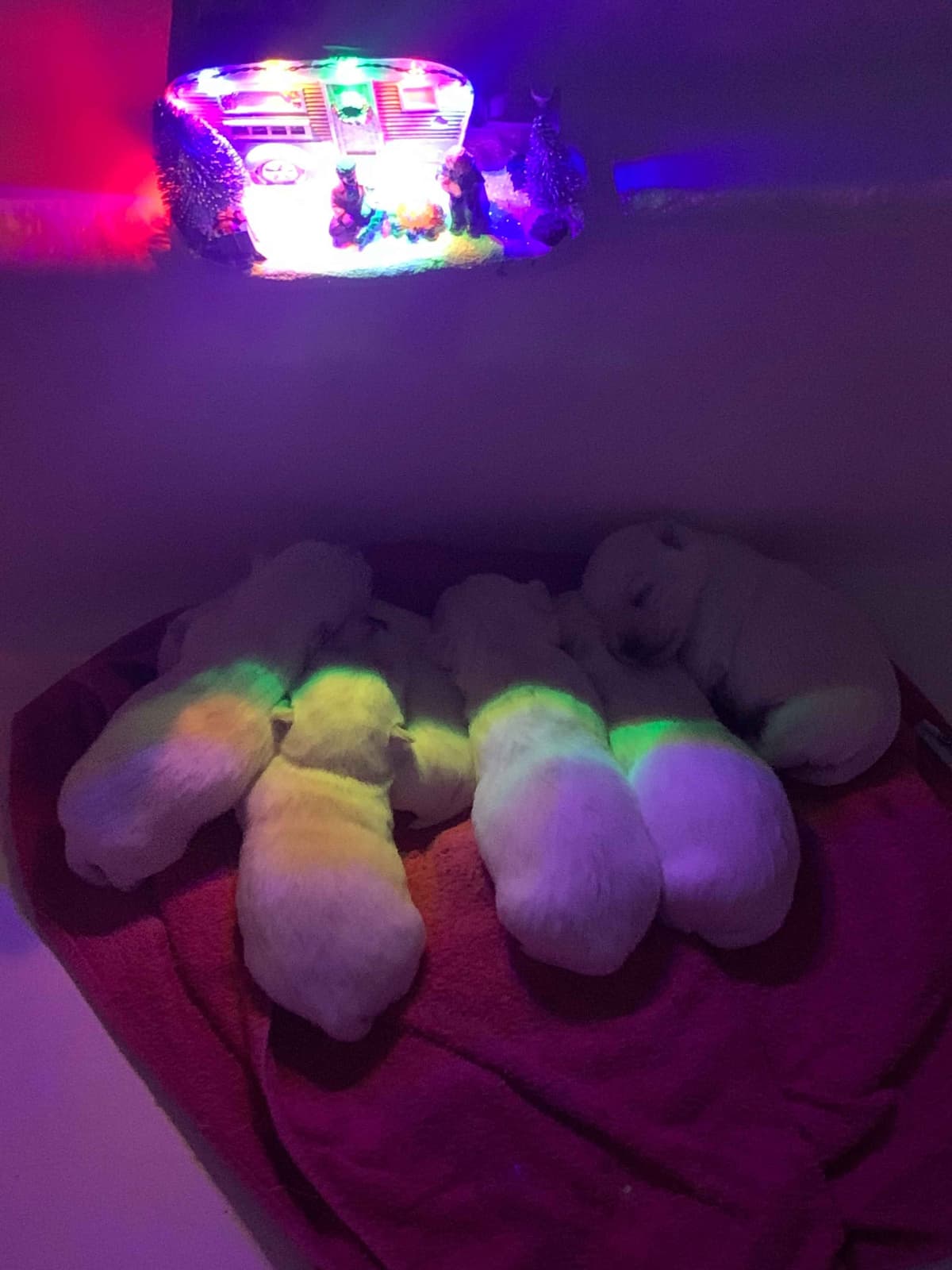 BIG Bear Westies breeder image 17