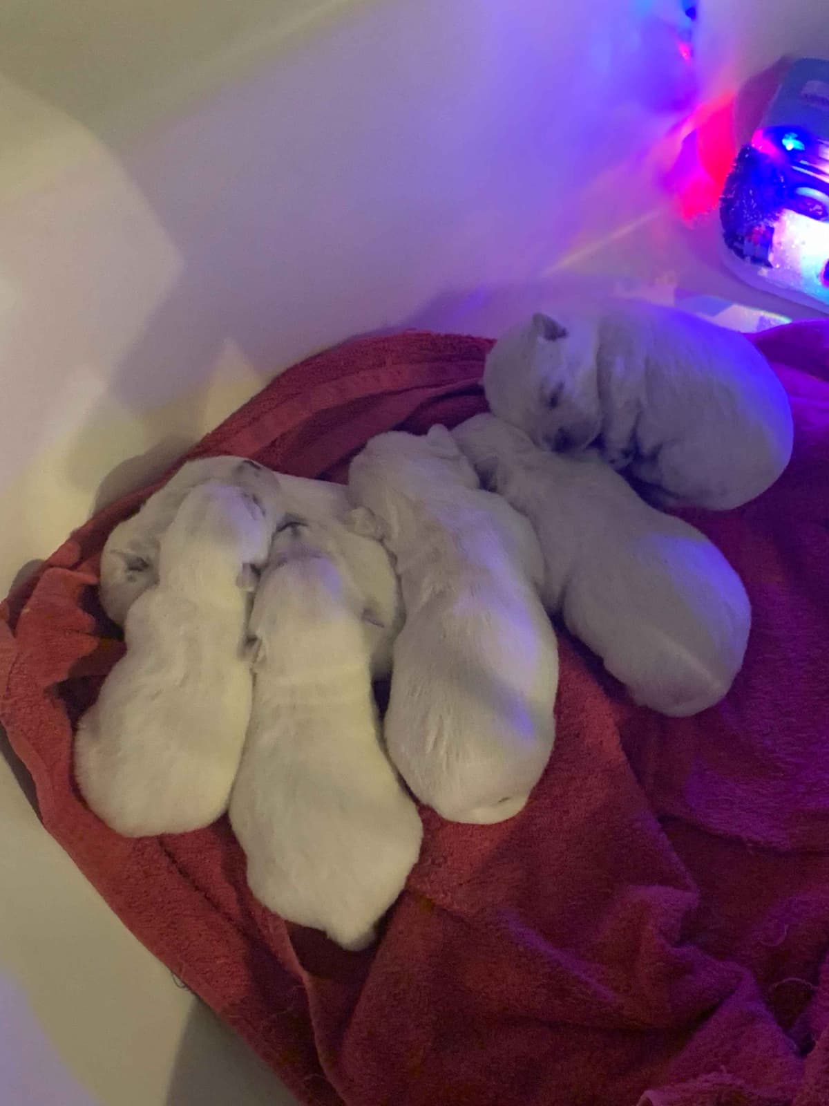 BIG Bear Westies breeder image 18