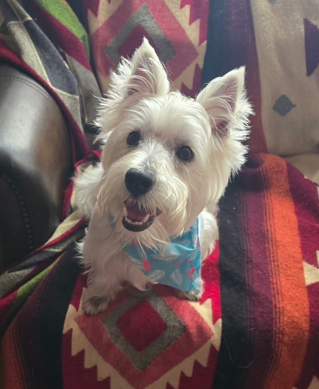BIG Bear Westies media 2