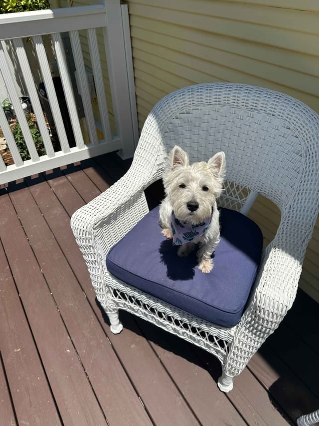 BIG Bear Westies media 3