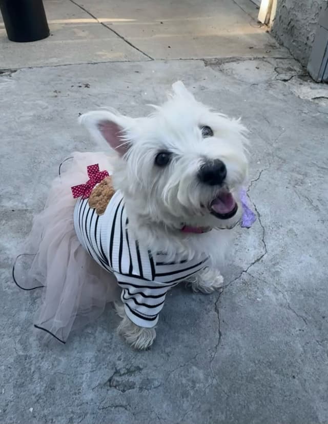 BIG Bear Westies media 6