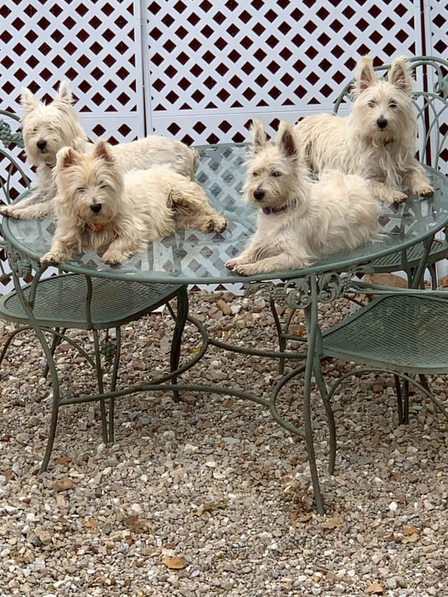 BIG Bear Westies media 8
