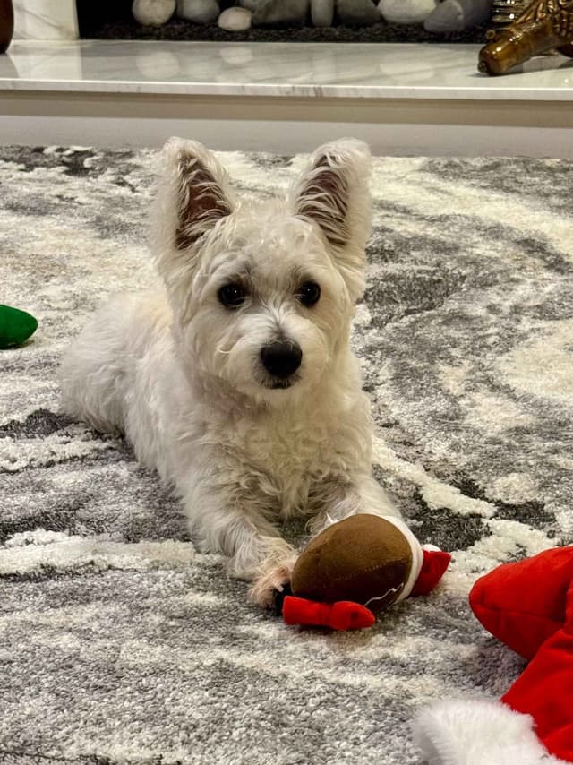 BIG Bear Westies media 9