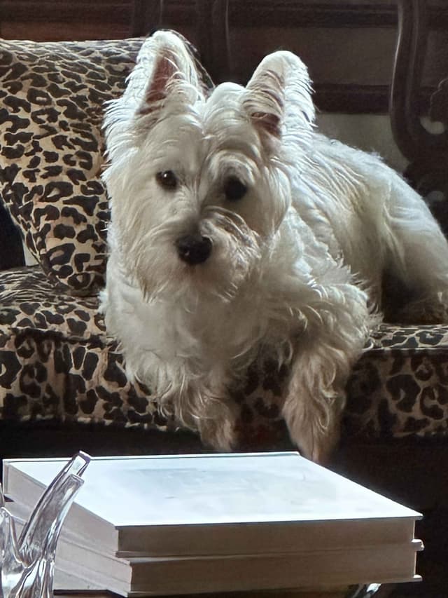 BIG Bear Westies media 10