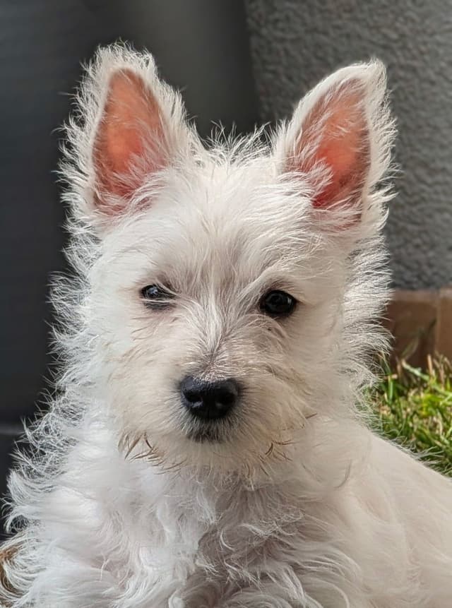 BIG Bear Westies media 11