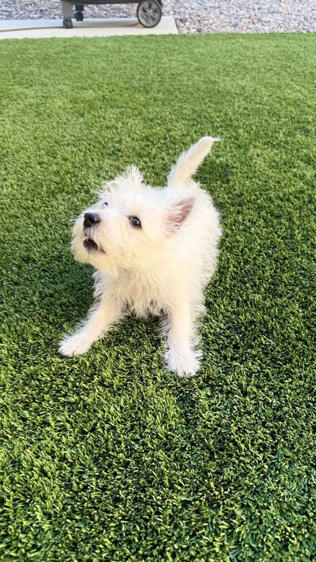 BIG Bear Westies media 12