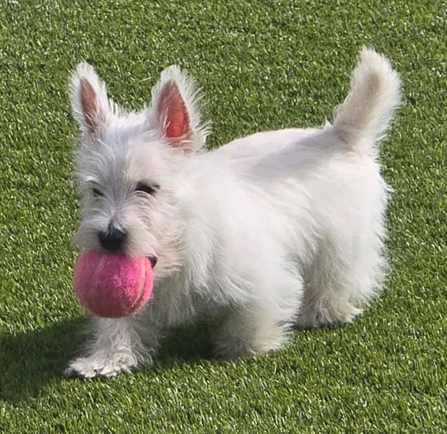 BIG Bear Westies media 13