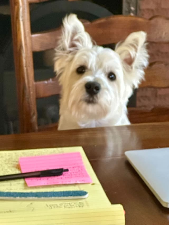 BIG Bear Westies media 14
