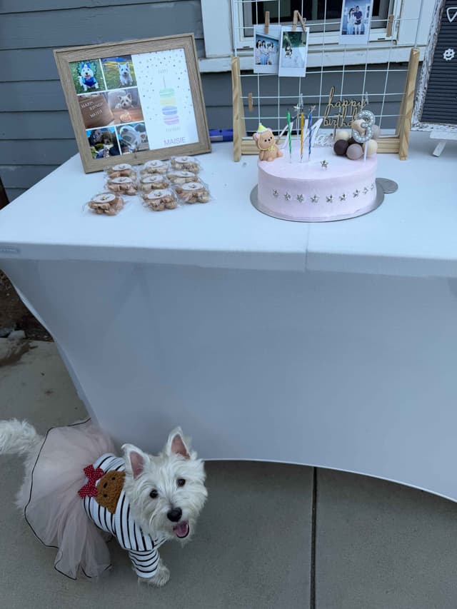 BIG Bear Westies media 15
