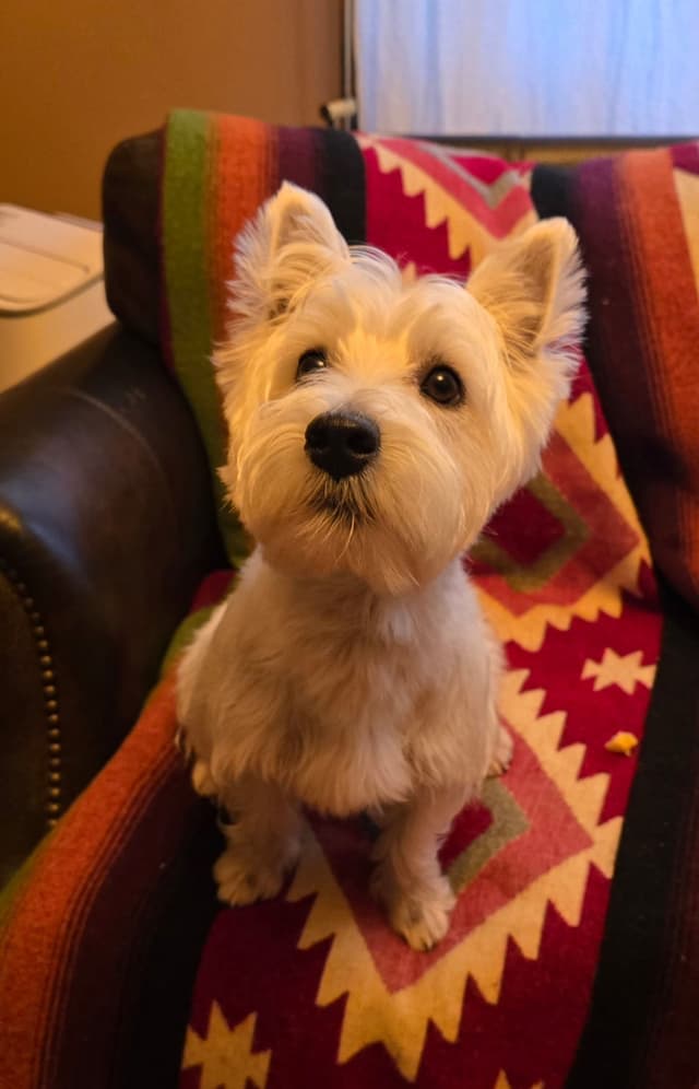 BIG Bear Westies media 16
