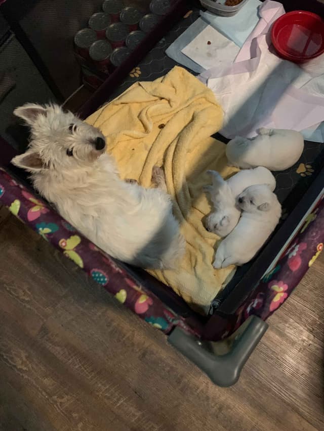 BIG Bear Westies media 17