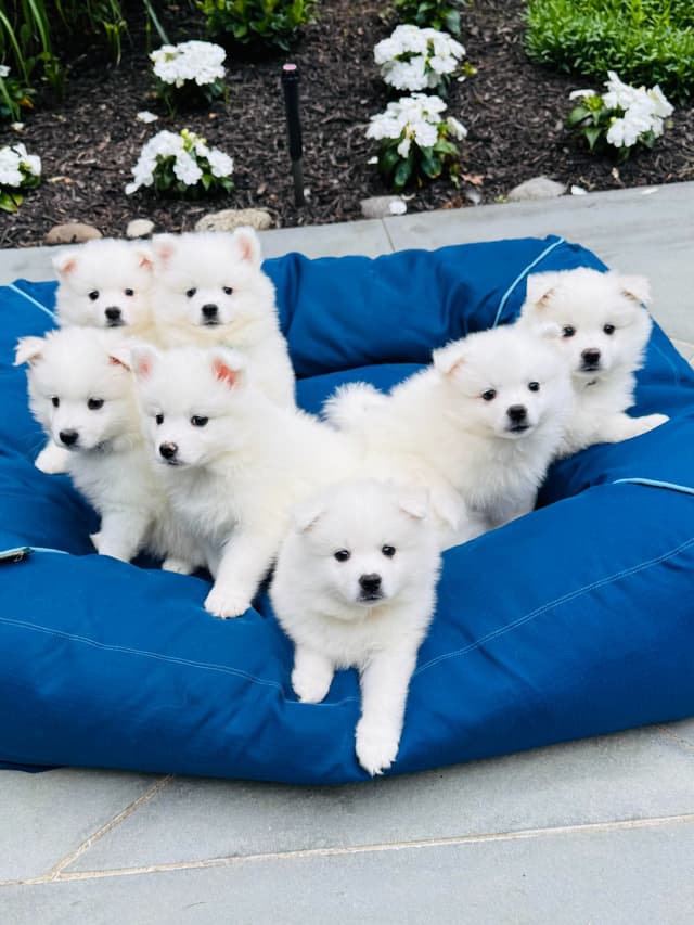 American Eskimo Dog Puppies media 2