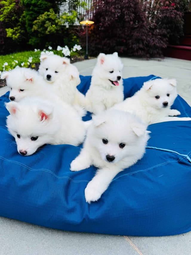 American Eskimo Dog Puppies media 3