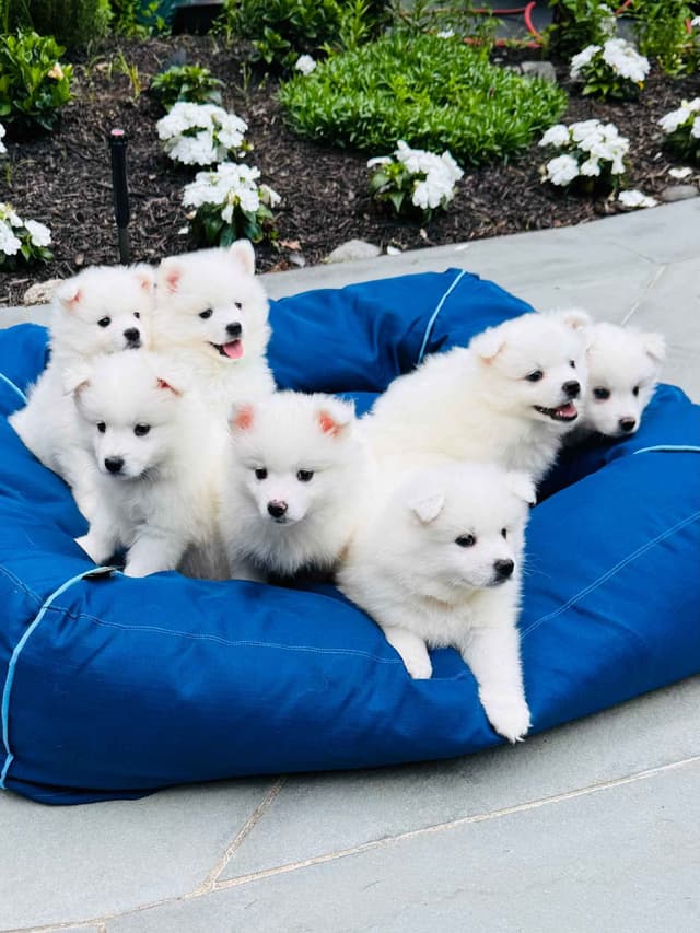 American Eskimo Dog Puppies media 4