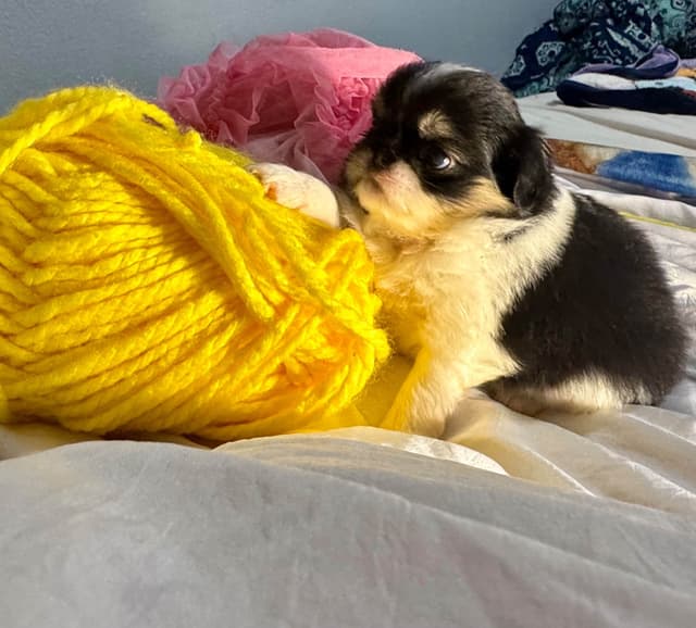 Japanese Chin Puppies media 3